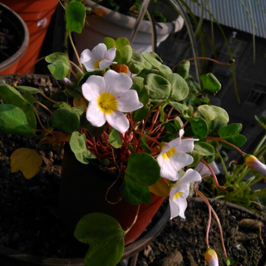 芽麦糖