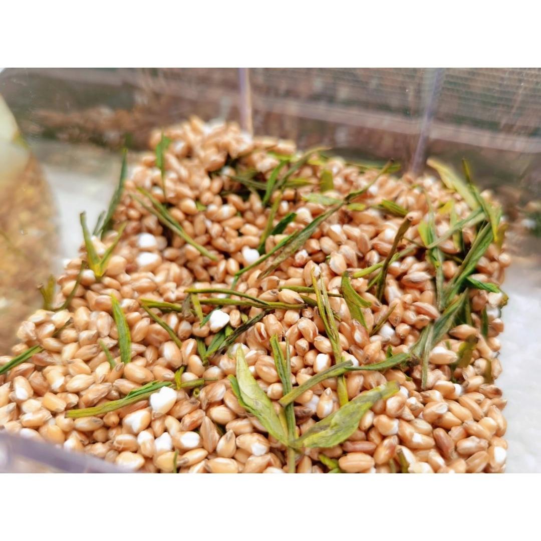 玄米茶