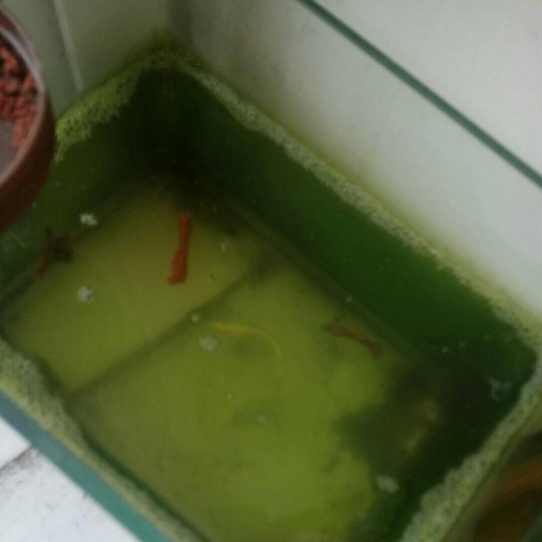 植物大战僵尸1234