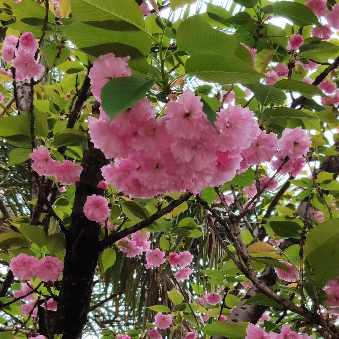 爱美食爱花朵