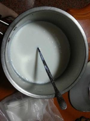 芒果牛奶小方（有果肉哦！）的做法 步骤2