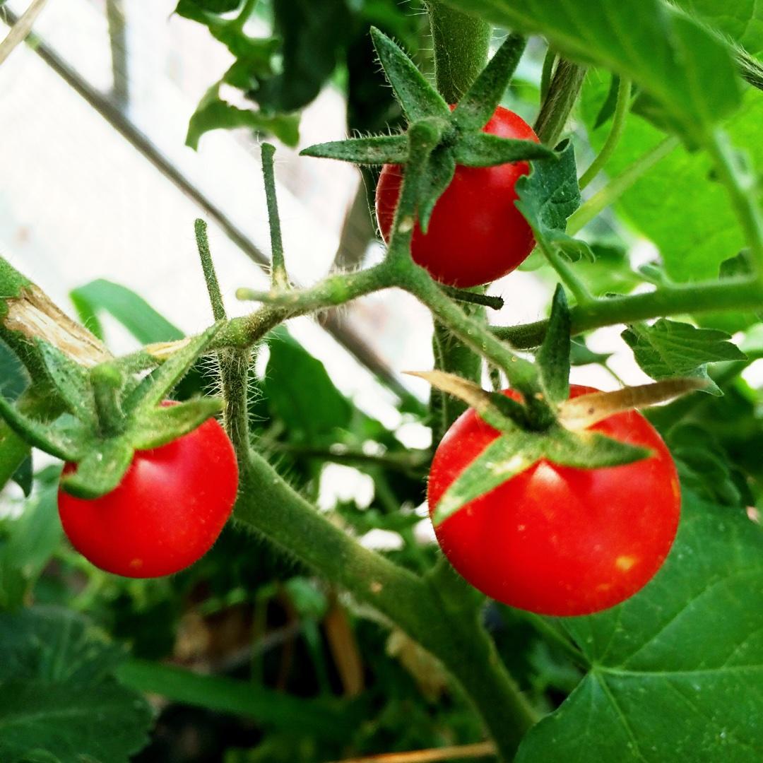 种西红柿（菜园子梦想之五）