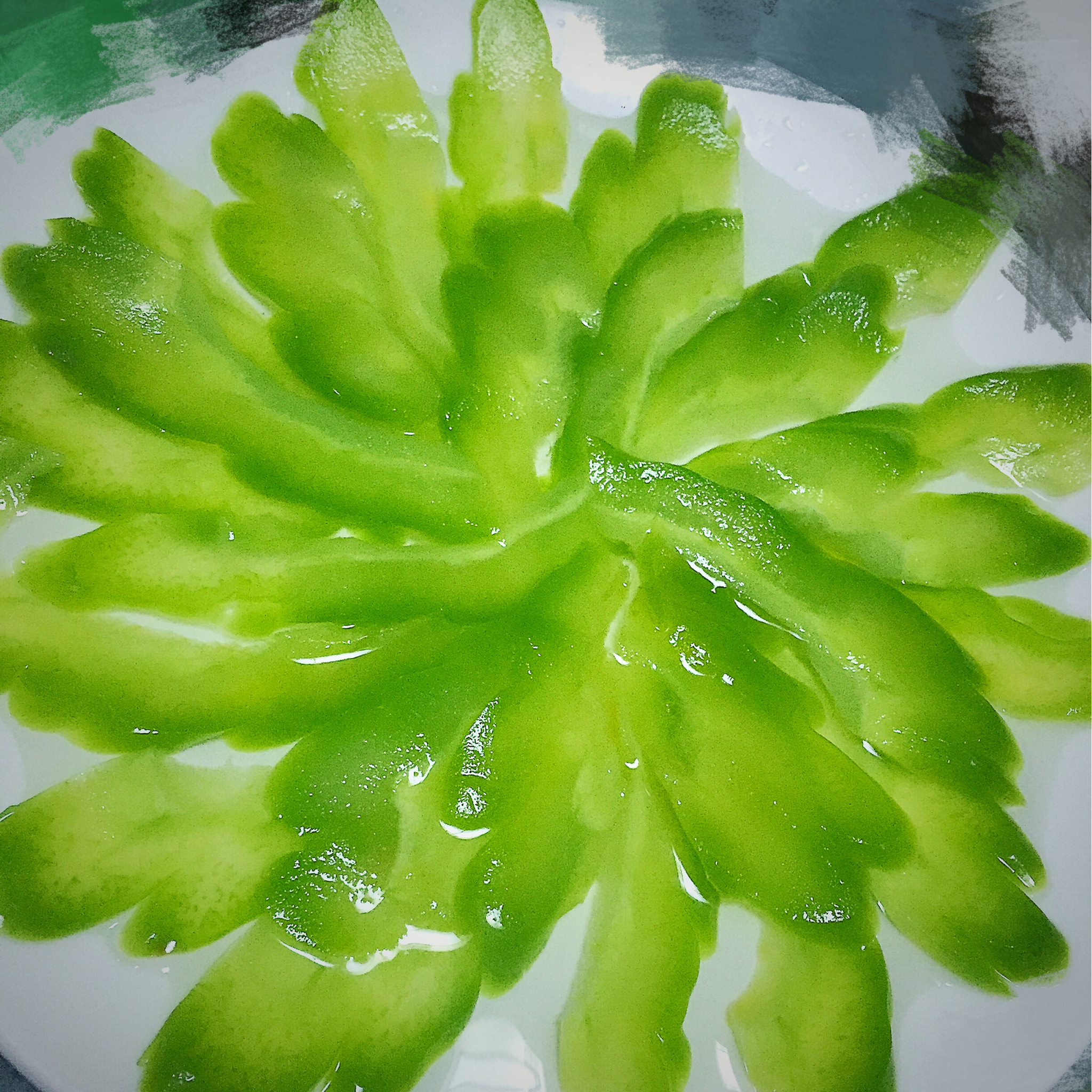 冰镇苦瓜的全部作品