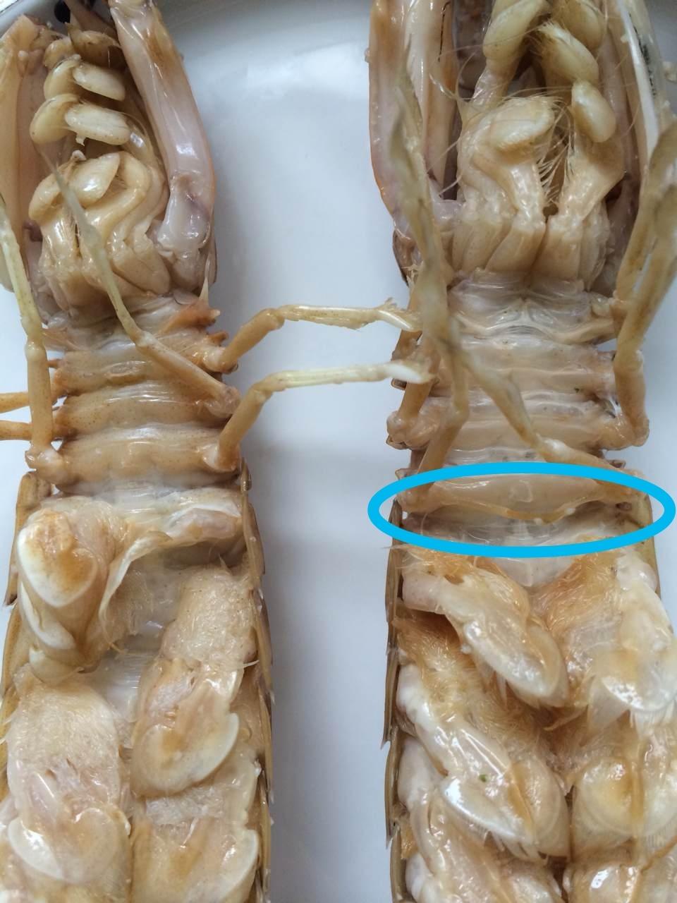 如何辨别爬虾皮皮虾雌雄公母