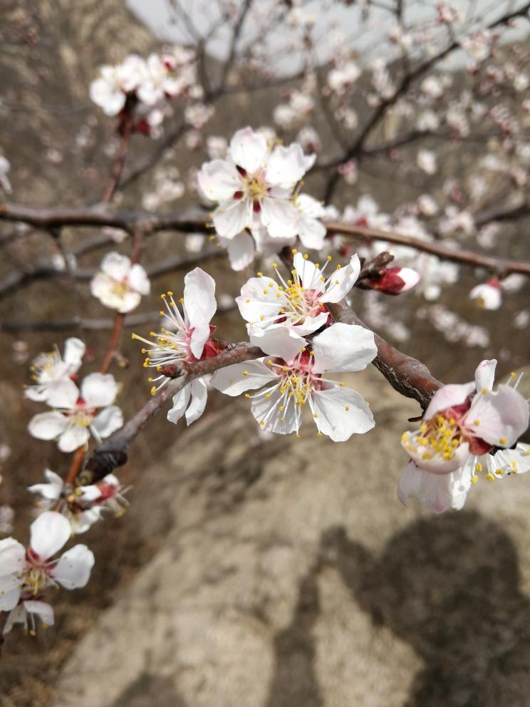 凉拌肉类熟食的调味汁（也可以蘸用）的做法