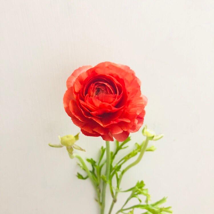 养生lin