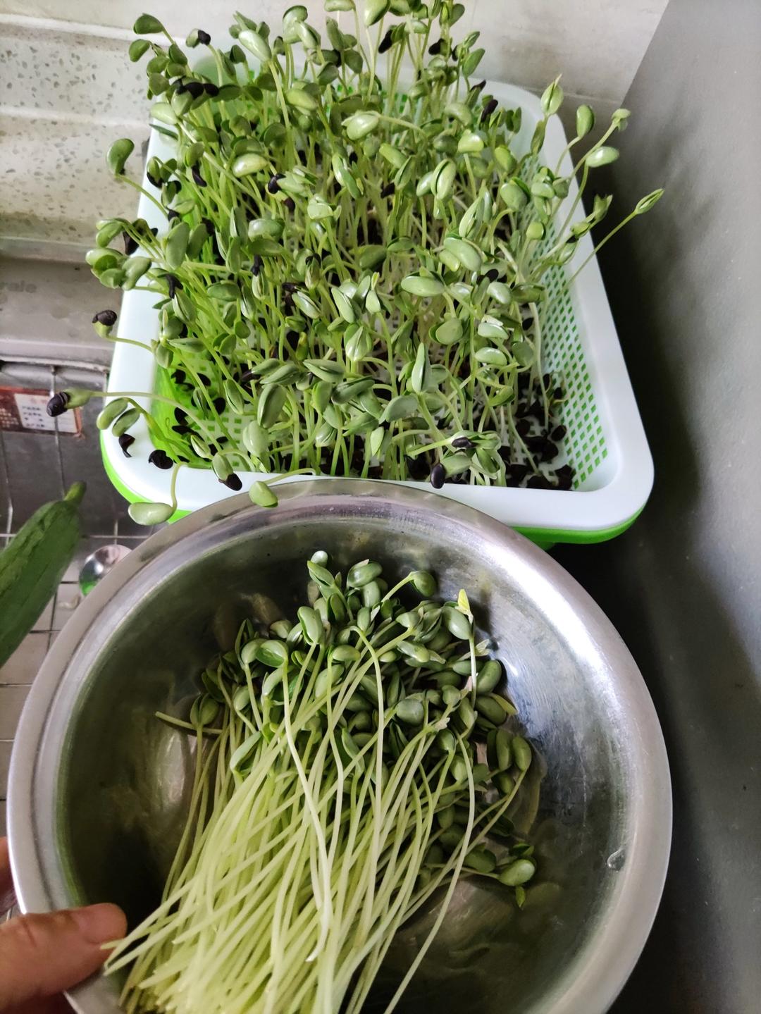 炝炒黑豆芽