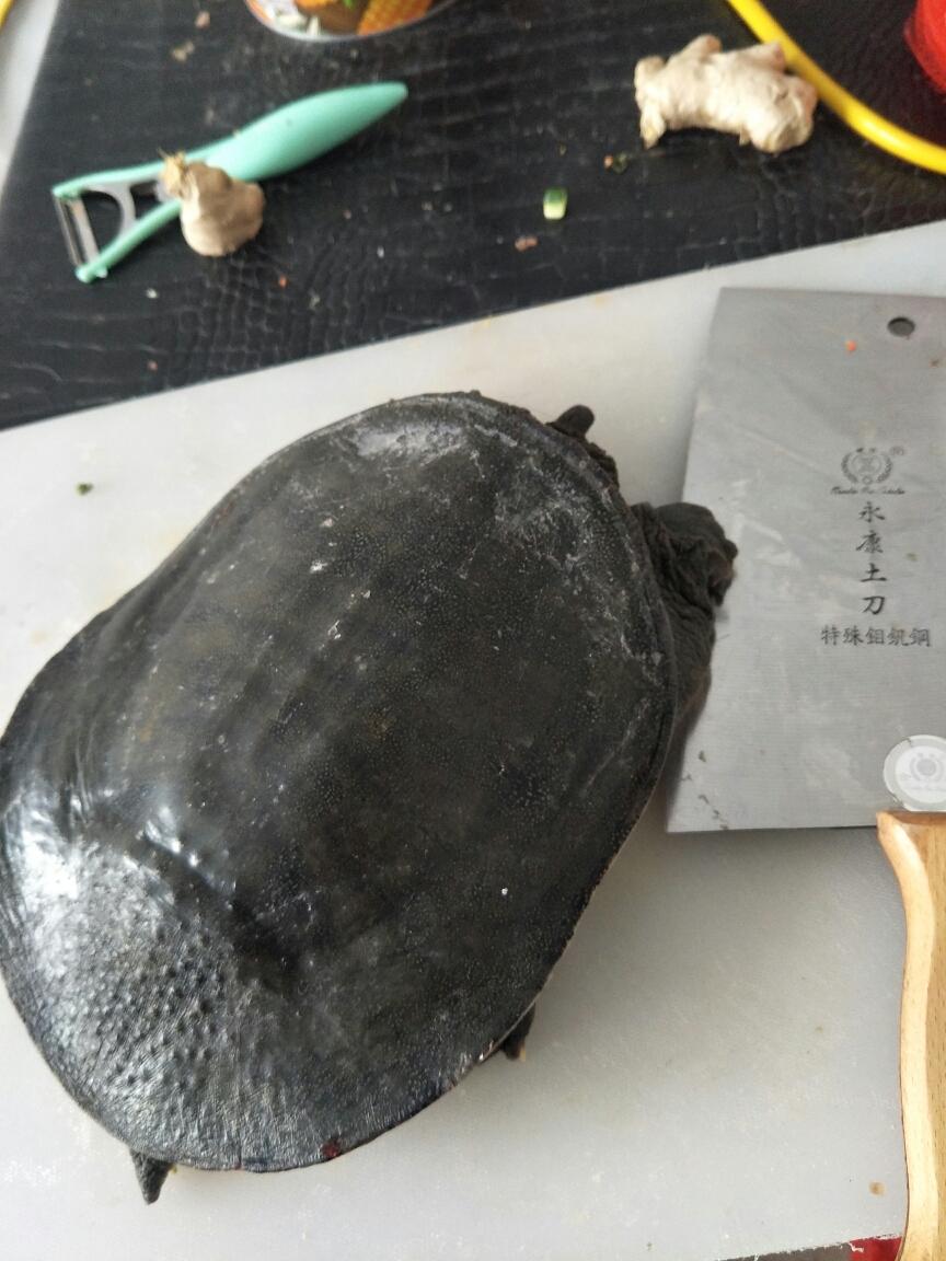 清炖王八 甲鱼 汤的做法步骤图 左一刀右两刀剁出马蹄刀 下厨房