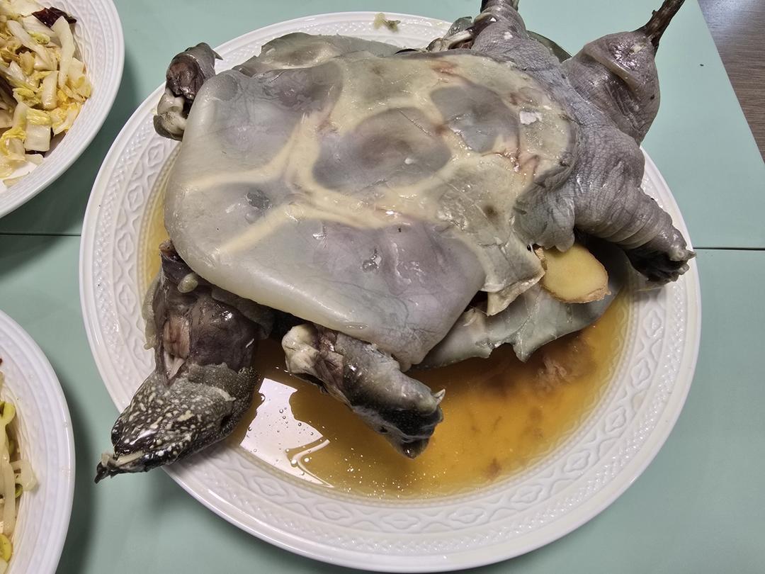清蒸甲鱼