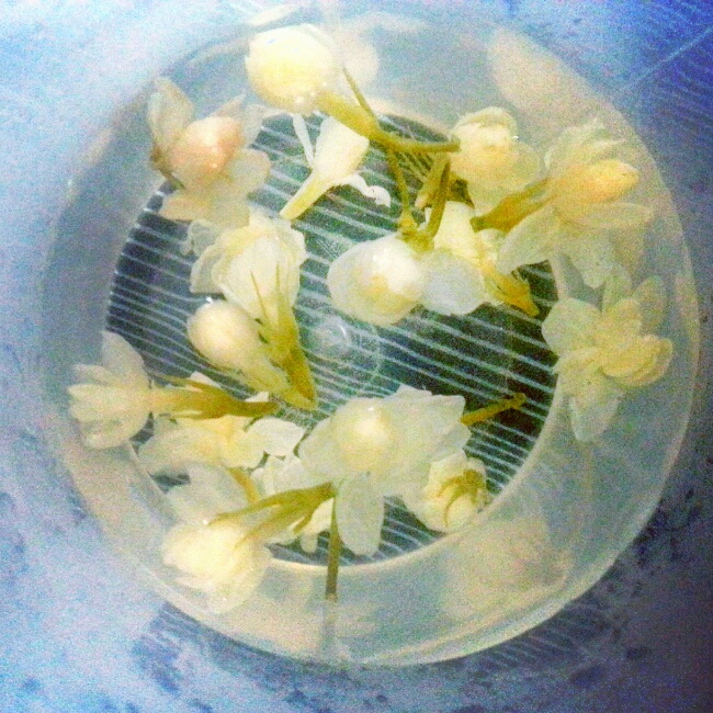 茉莉花茶