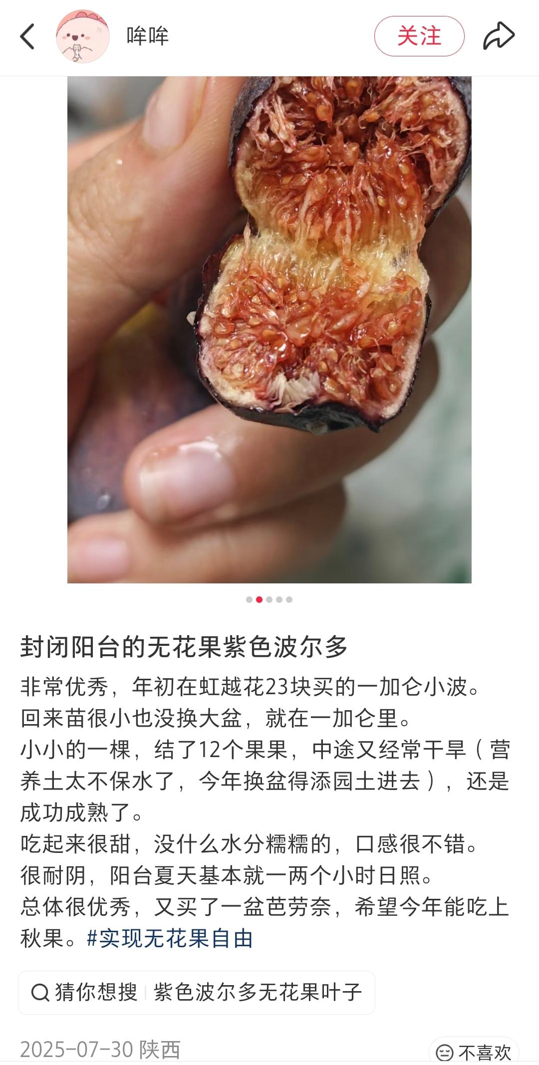 248 适合封闭室内阳台盆栽 早熟品种耐阴丰产新手友好的品种室内用补光灯