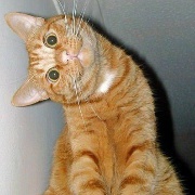 作作作作作作头丝饿塔棵菜