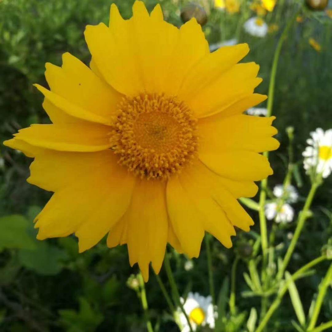 手机用户1721_iqd0