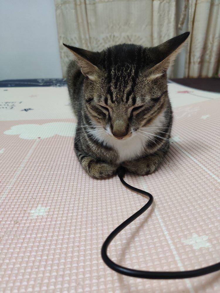 宠物猫狗大相册