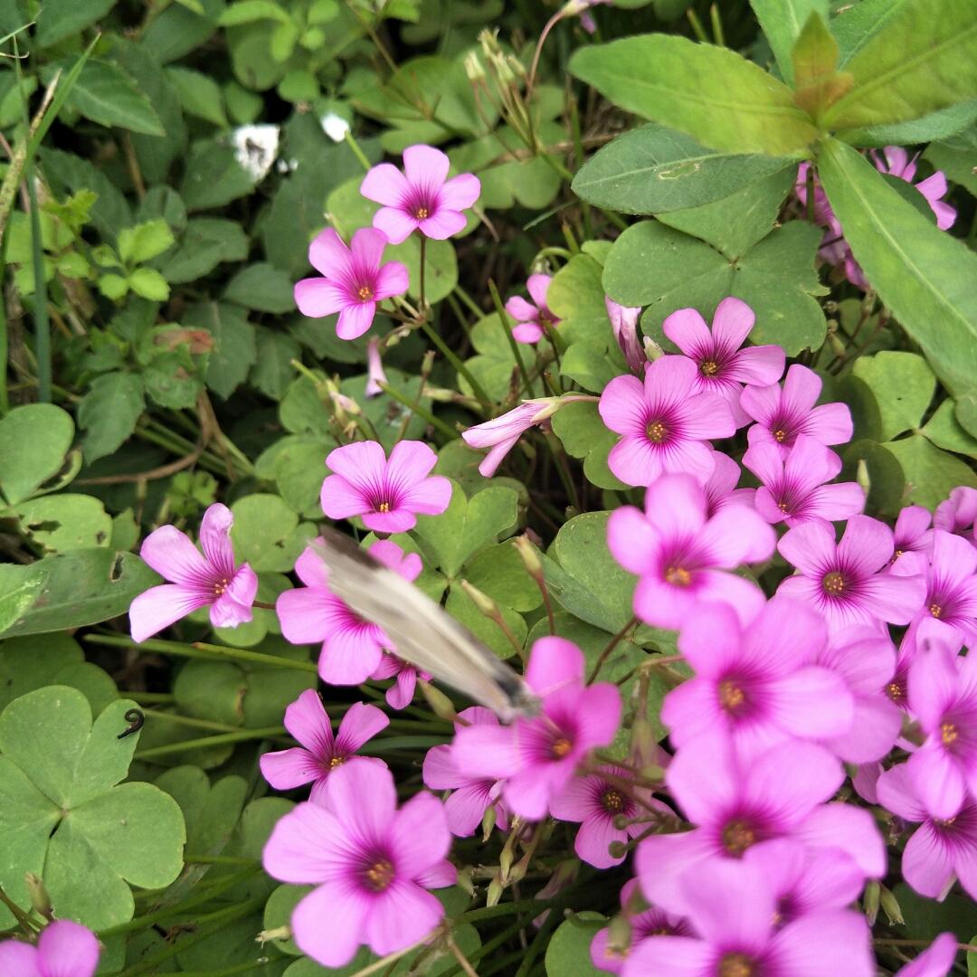 停不住的陀螺929