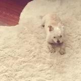 Vickyliuuu