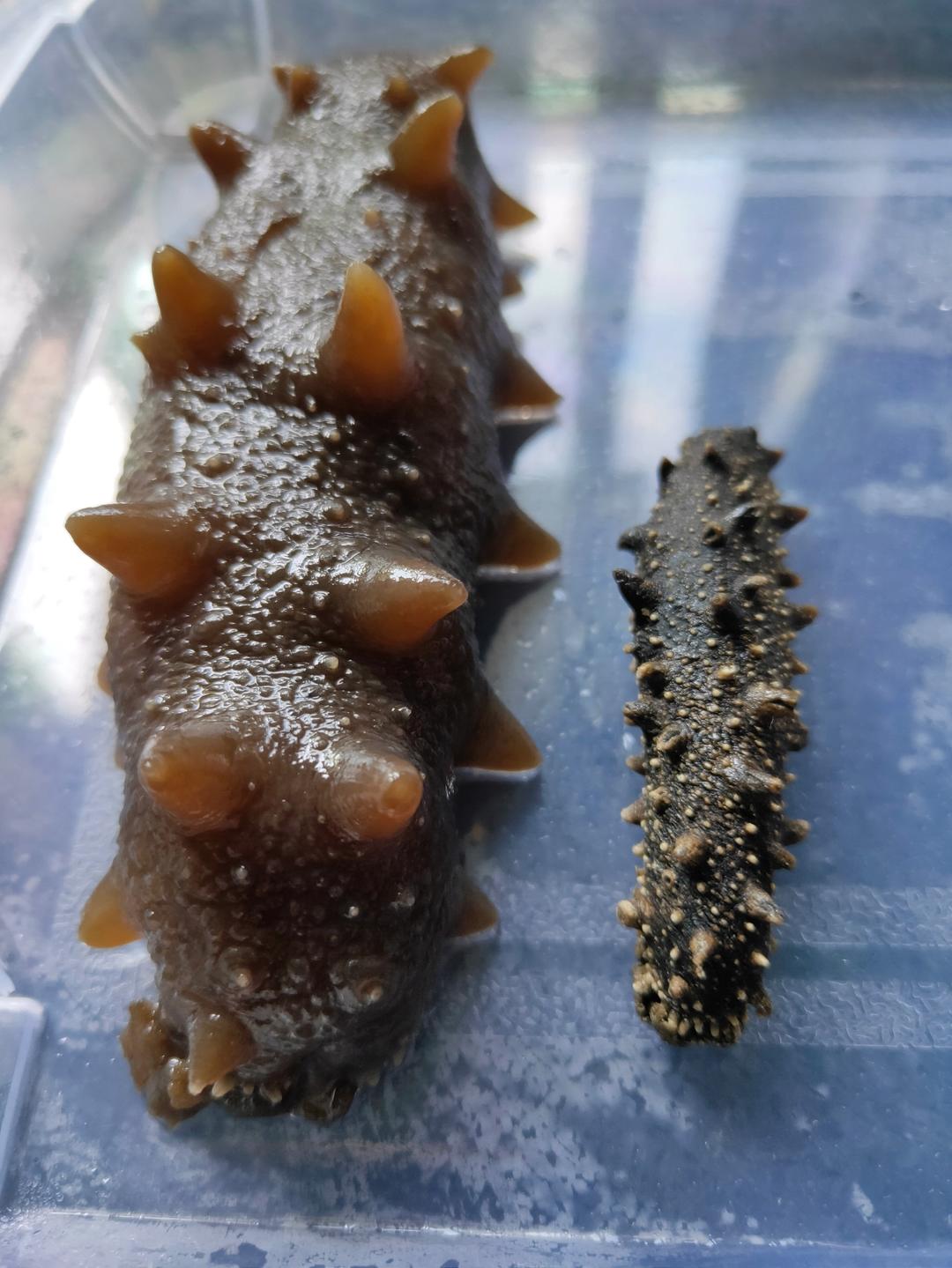 一天一根海参健康整个冬           海参的简单吃法