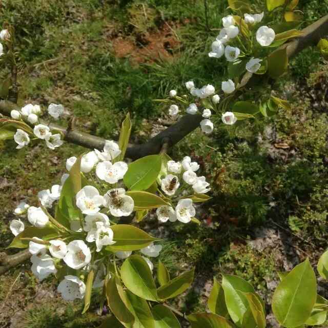 1青橄榄的厨房