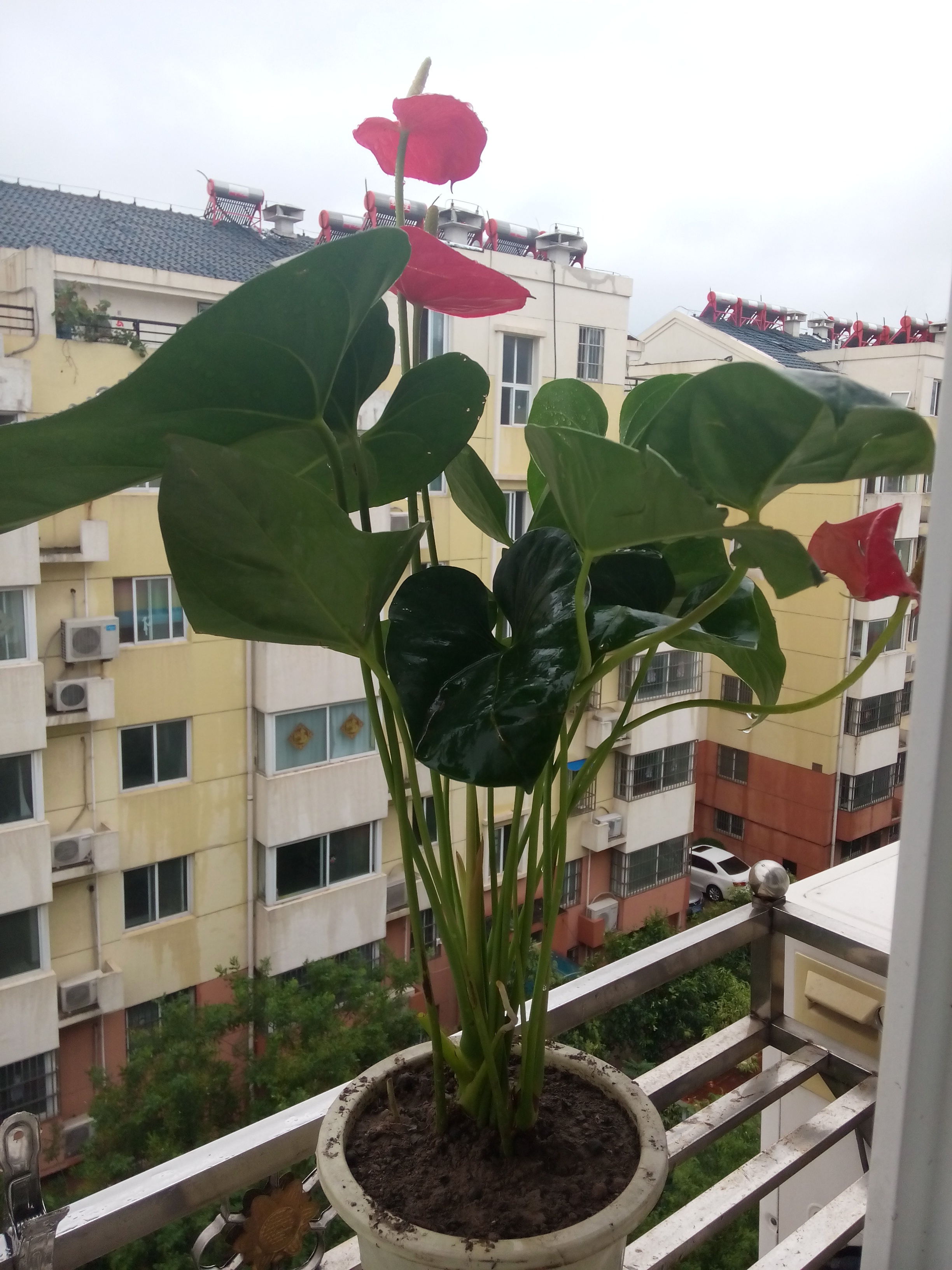 凤起云动-1