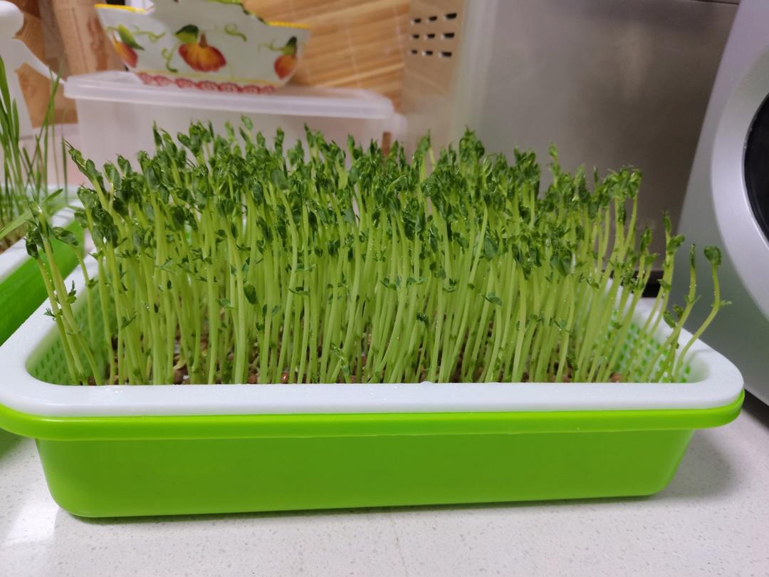 一次成功简单水培豌豆苗