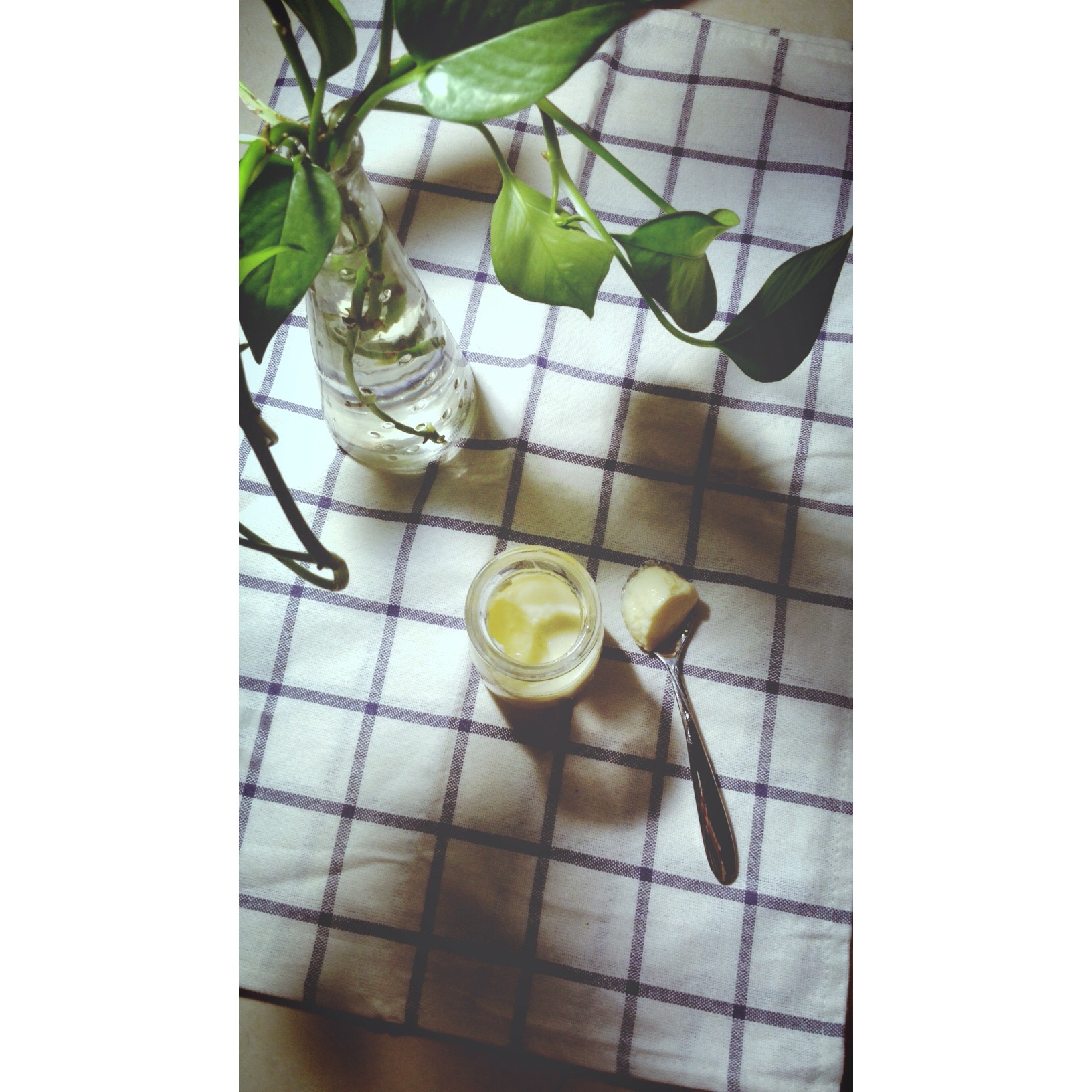 经典奶酪布丁