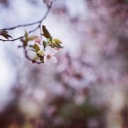 悦_颜