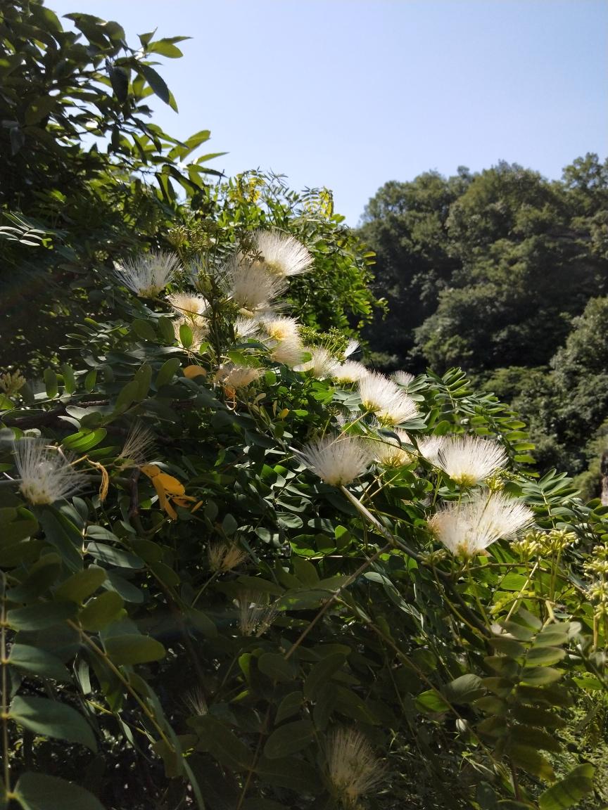 花飘荡漾的做法