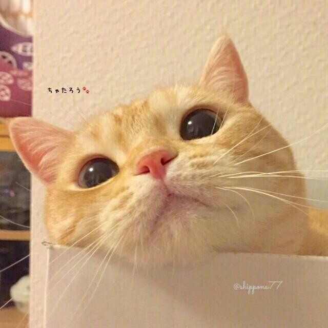 栗子橘子