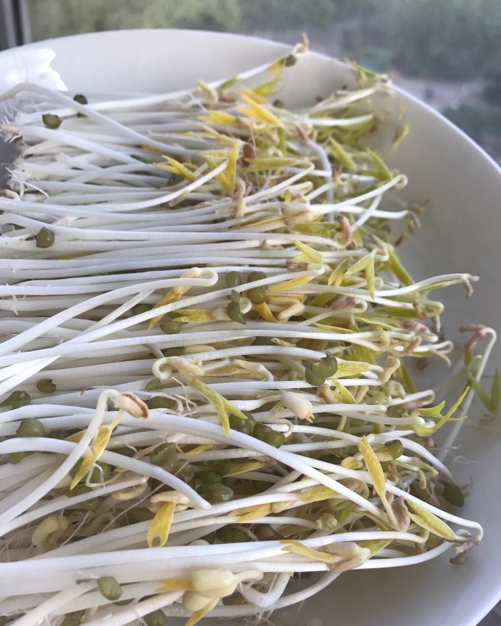 自发绿豆芽/自生豆芽/自制豆芽