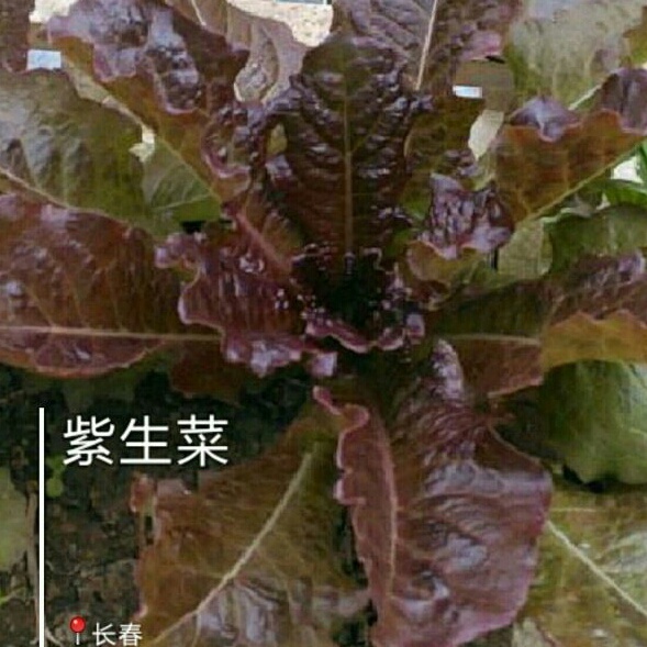 从阳台到餐桌的小菜