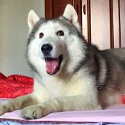 二货萌K少的圆脸菲