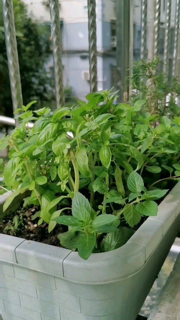 格雷伯爵茶蜜渍苹果-《日本专卖店的话题贝果》