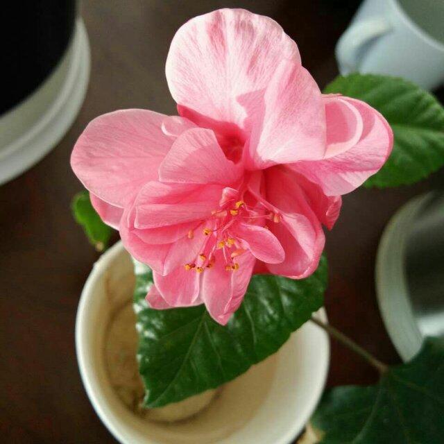 羽平