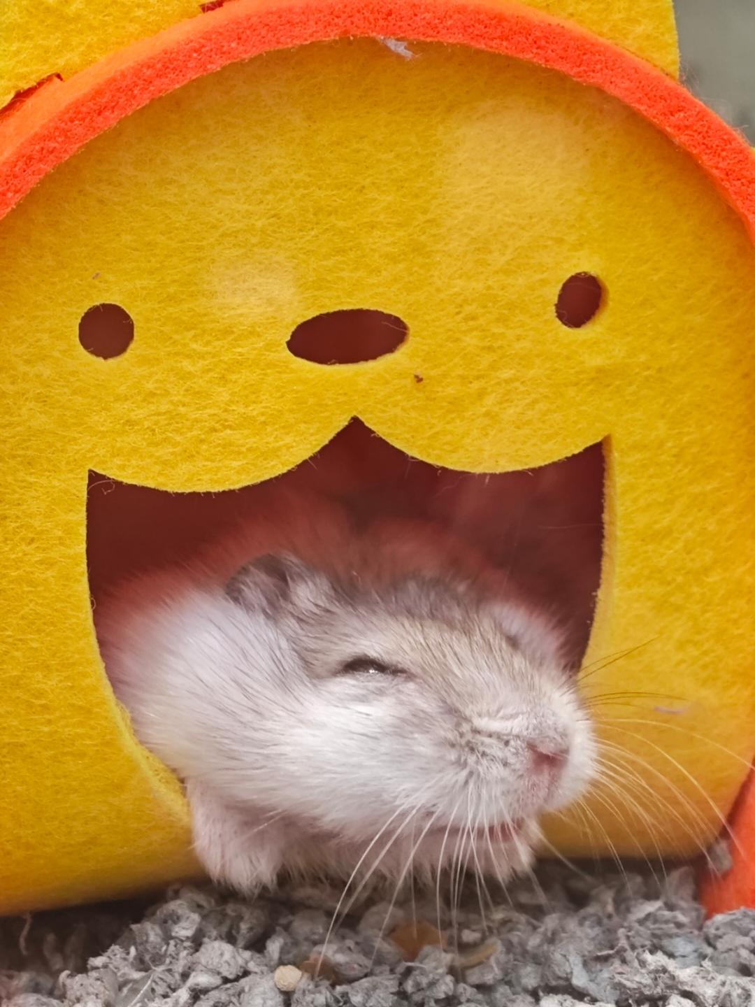 巧克力脑袋www