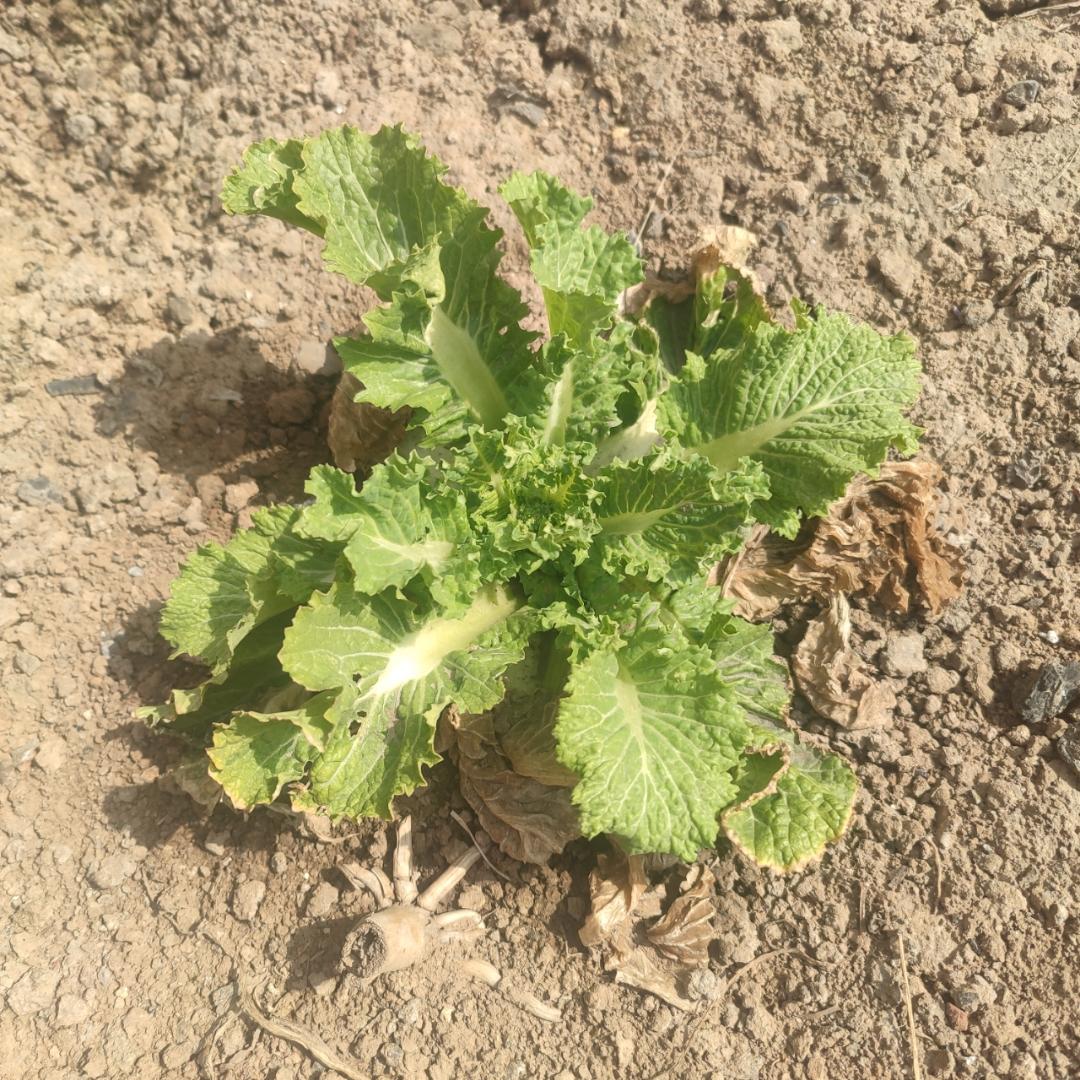 自律使我自由521