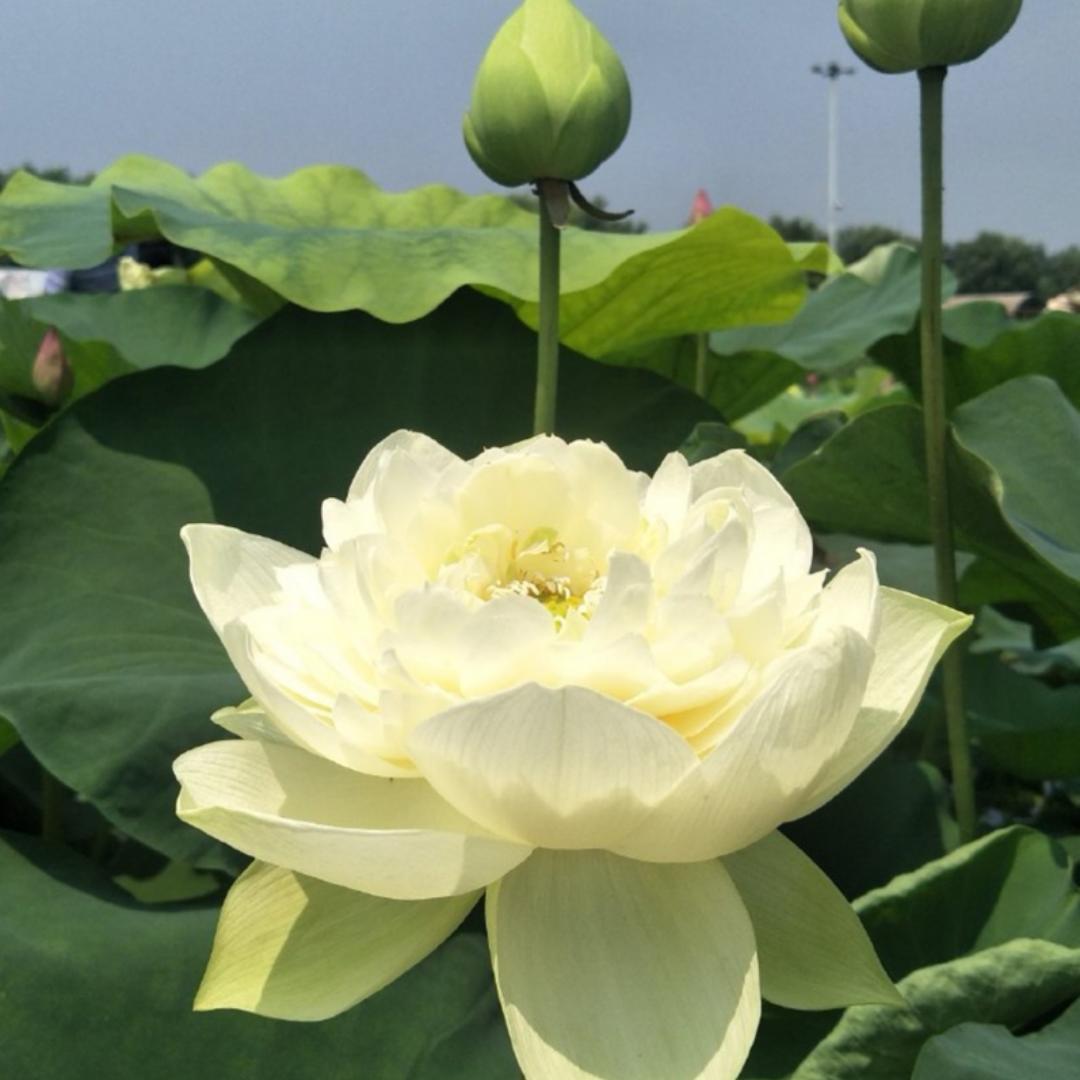小瑾w