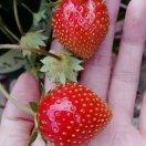 阳光福娃小暖糖