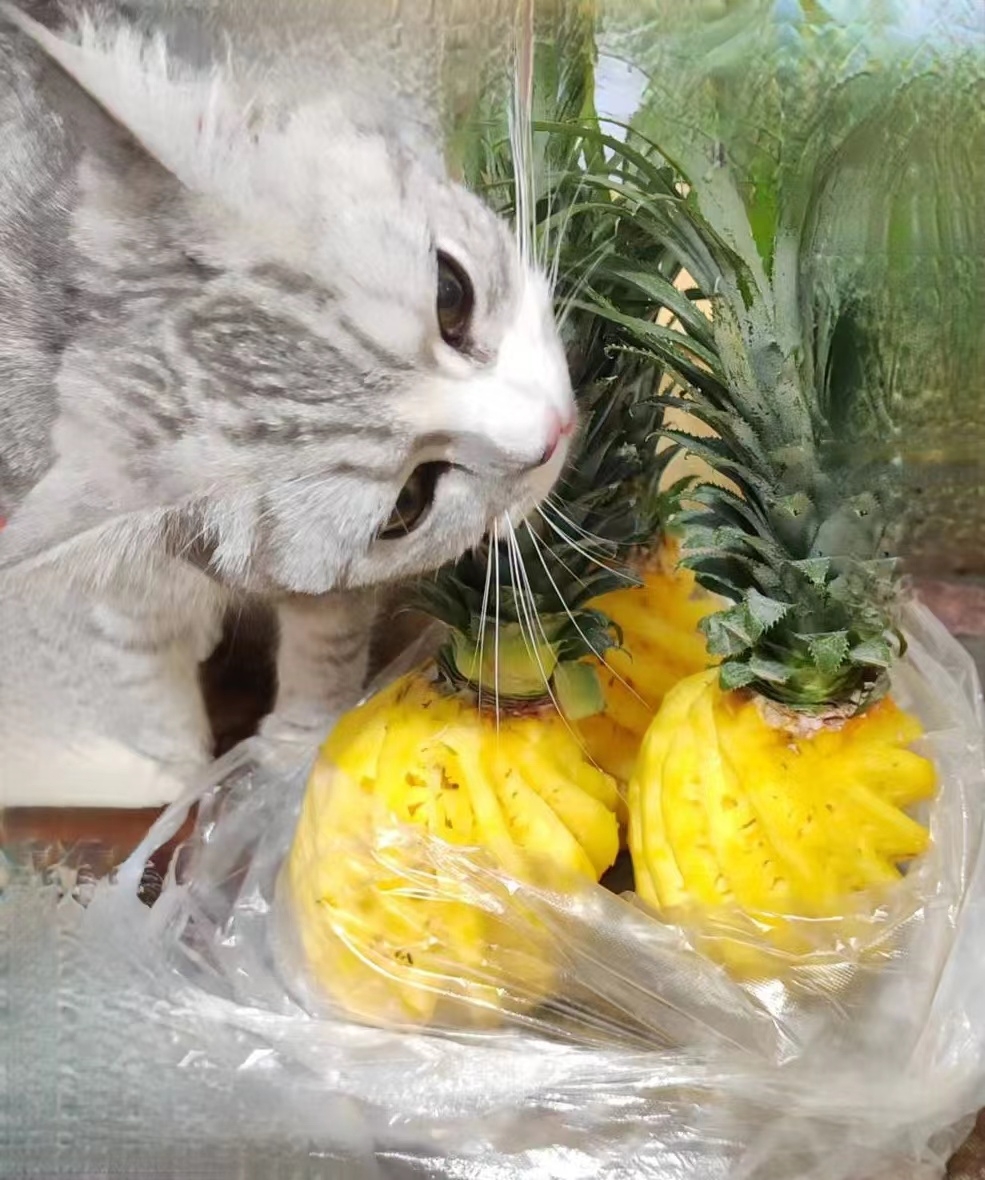 自制菠萝汁—快速消耗酸菠萝的做法