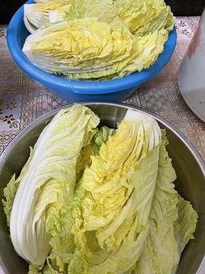 韩国泡菜🇰🇷韩国辣白菜的做法 步骤1