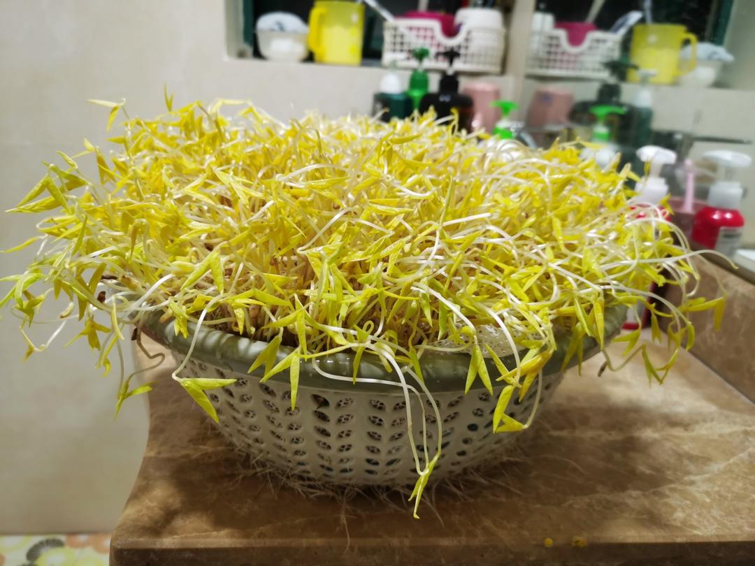 自发绿豆芽