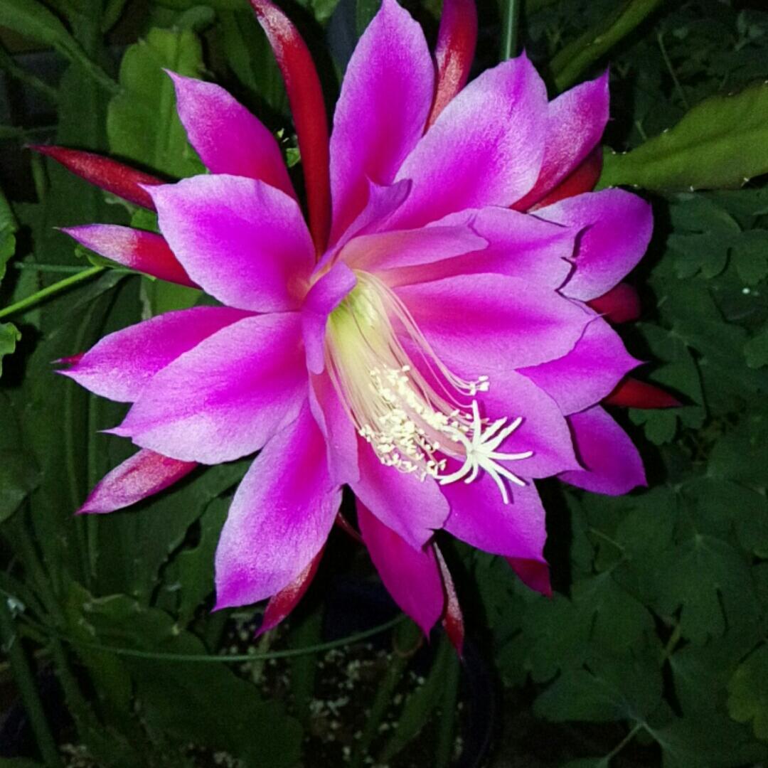蕃茄小公举