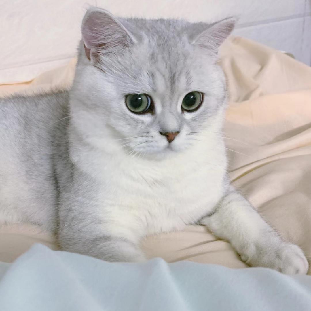一只粉红猪小妹