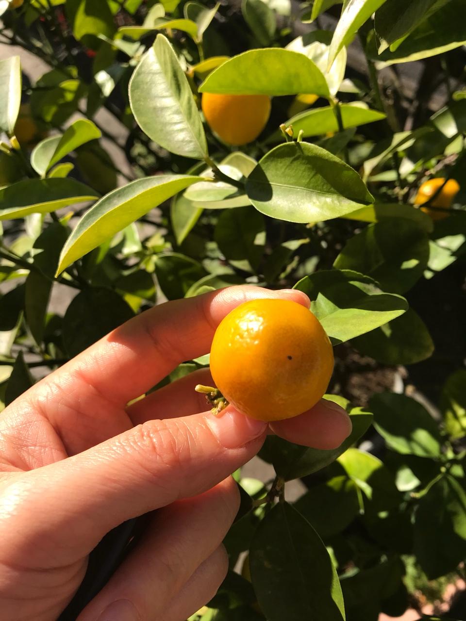 蔓越莓玛德琳