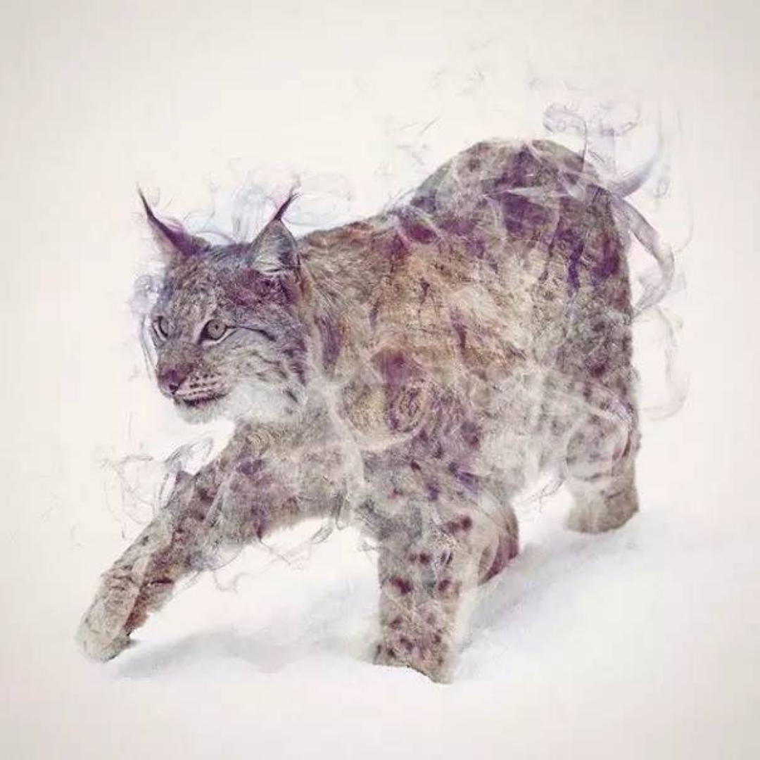 景啊猫