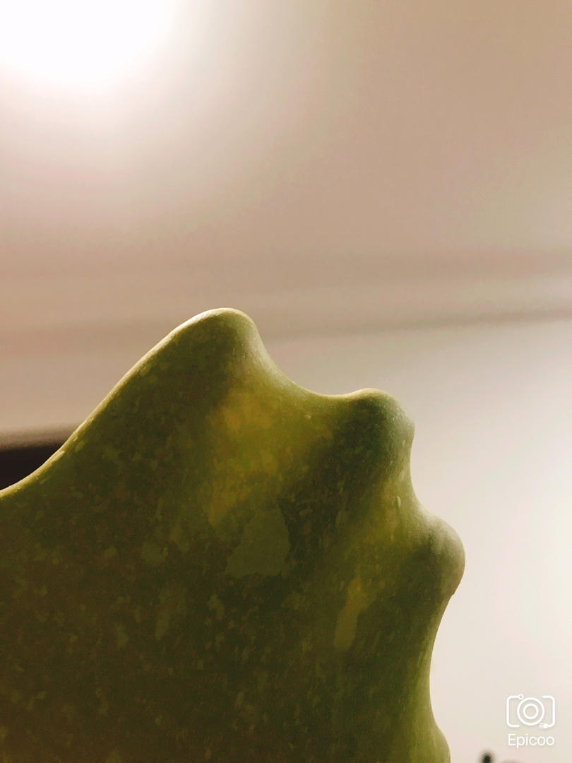 可可麻薯软欧包😍有颜又有料