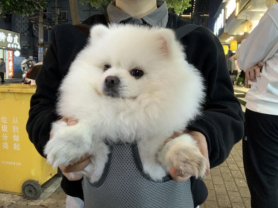 蒜蓉粉丝蒸