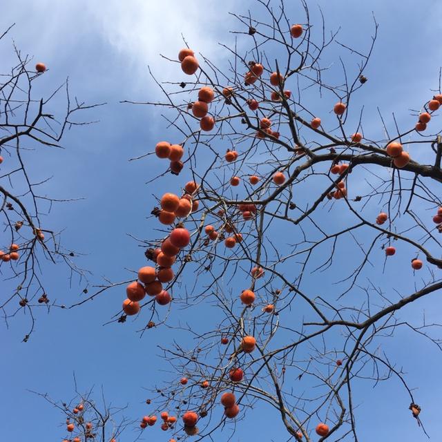 北方好人家