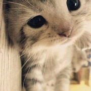 命犯桃花的猫