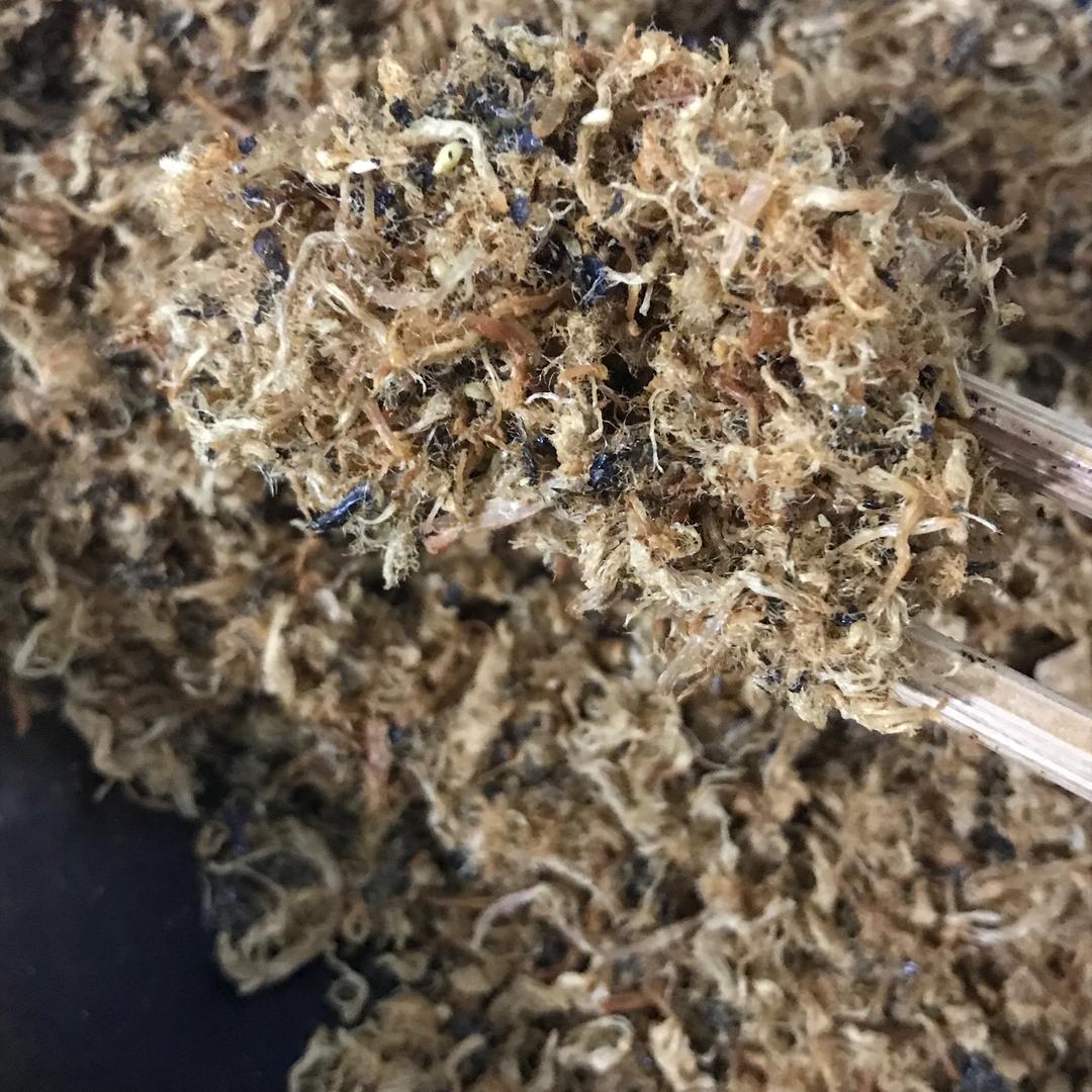 自制海苔肉松的做法