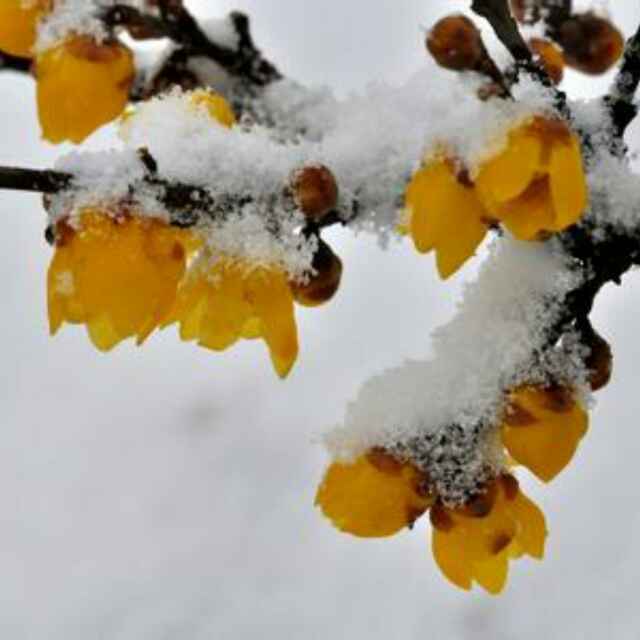 一树梅花一放翁